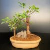 Bonsai on Rock