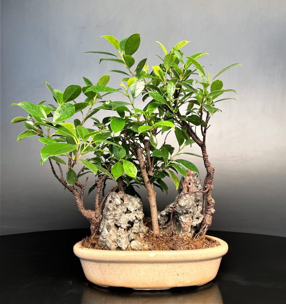 Ficus Microcarpa Bonsai With Rocks - Buy Online Delhi India