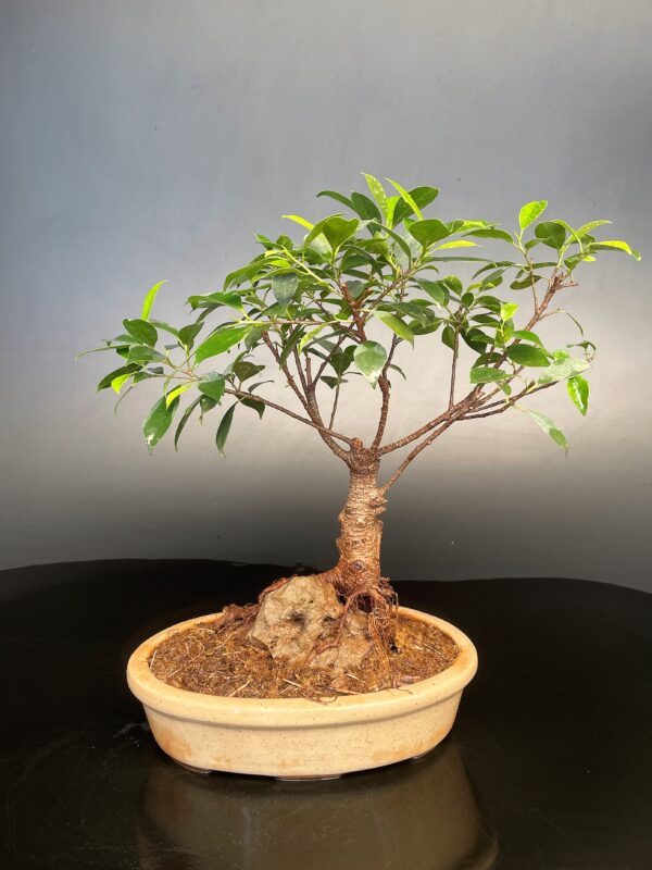 Root over Rock