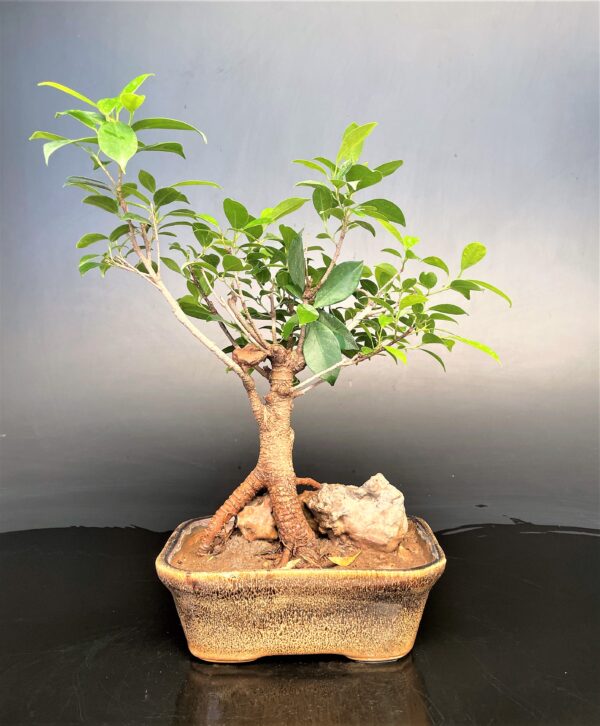 Ficus Microcarpa Root on Rock