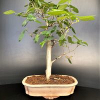 Indian sand paper tree bonsai