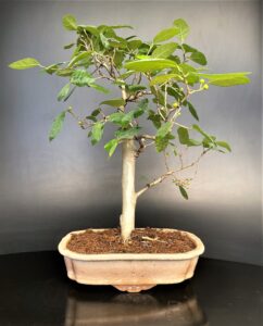 Indian sand paper tree bonsai