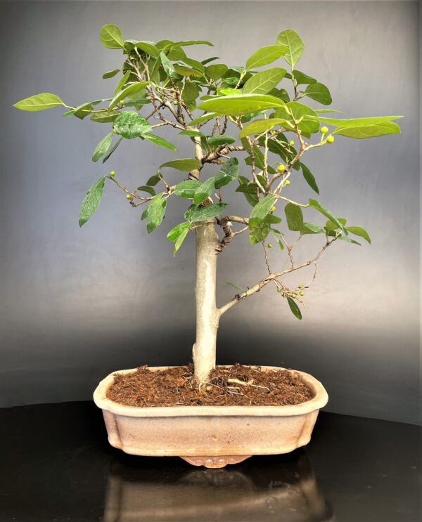 Indian sand paper tree bonsai