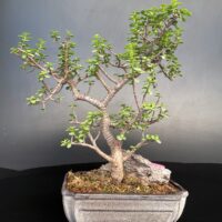 Jade Crasulla Ovata