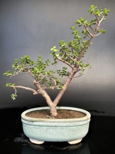 Jade real Bonsai