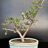 Jade Crasulla Art Bonsai