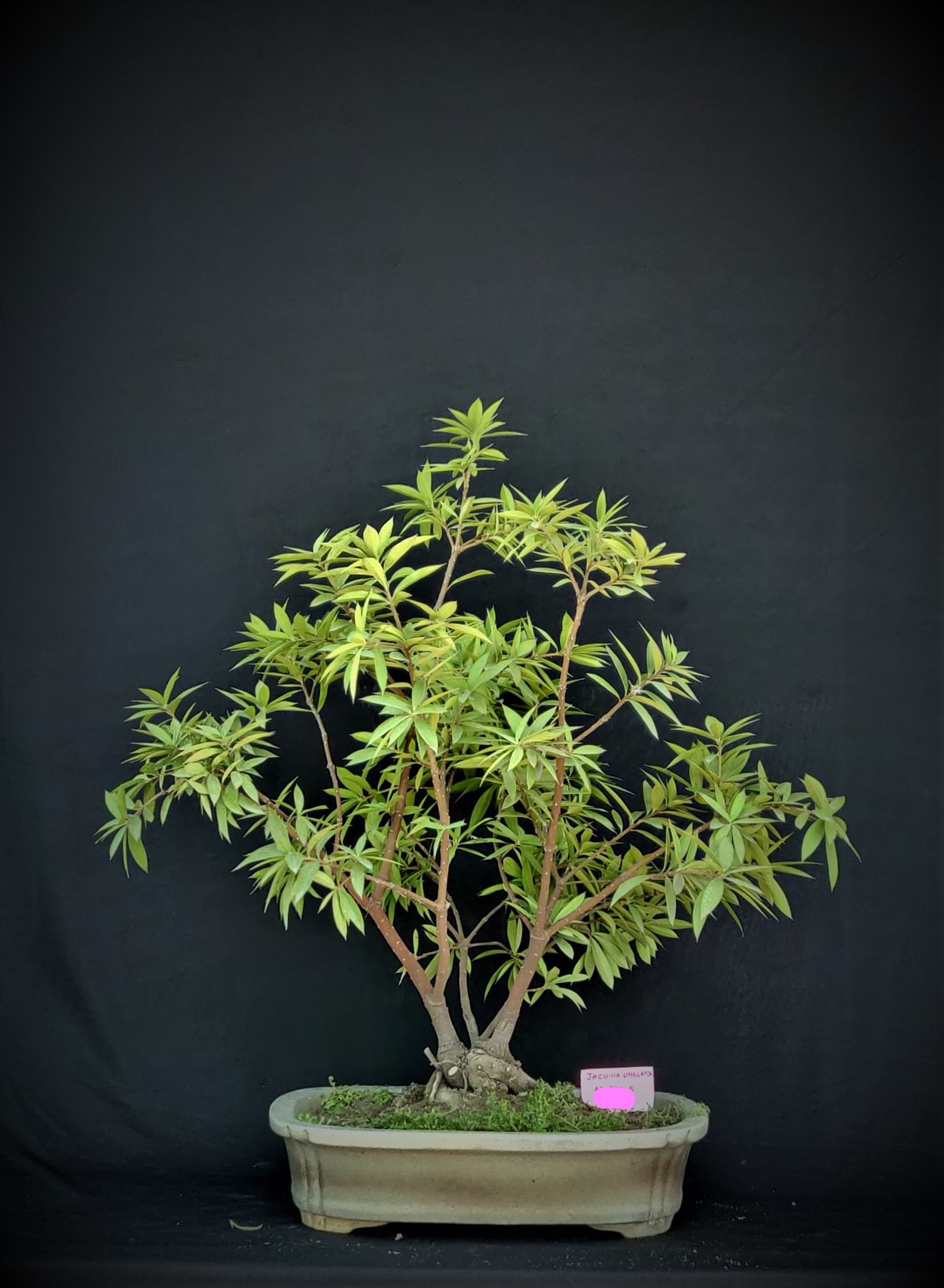 Jacquinia Umbellata Bonsai