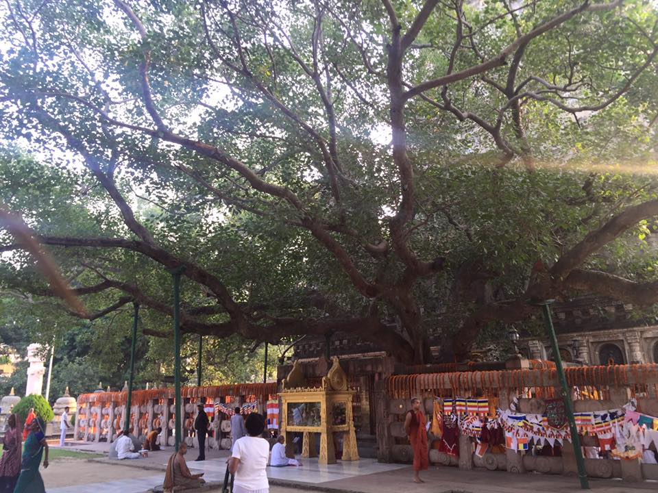 Mahabodhi tree