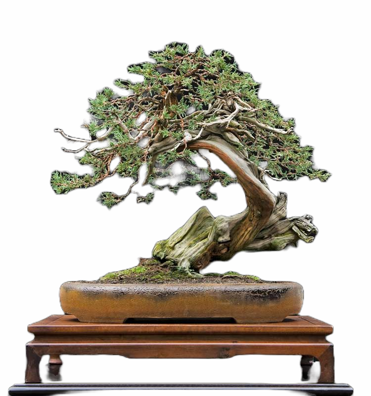 Walter Pall's Remarkable Rocky Mountain Juniper