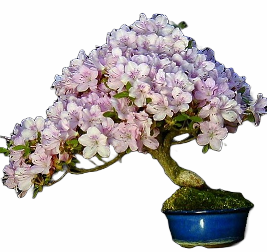 Wolfgang Putz's "Flowering Azalea"