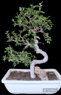 Ulmus parvifolia Bonsai