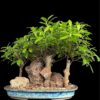 Ficus Microcarpa Forest