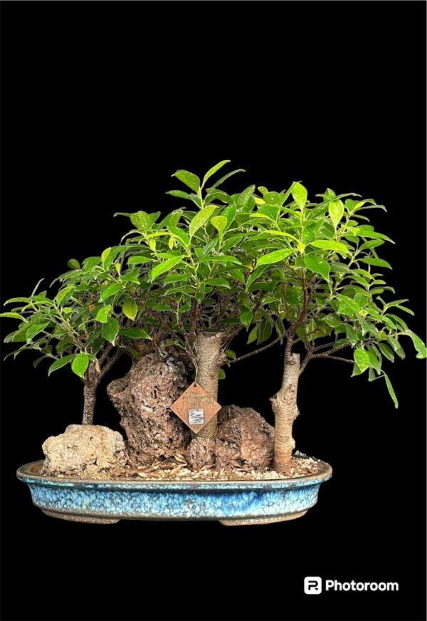 Ficus Microcarpa Forest