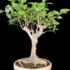Bodhi Vriksha Yamadori Medium