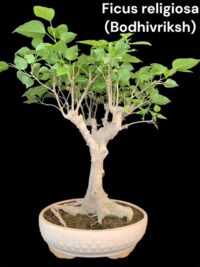 Bodhi Vriksha Yamadori Medium