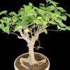 Bodhi Vriksha Yamadori Medium2