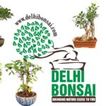 buy Authentic India Bonsai made by https://delhibonsai.com