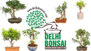buy Authentic India Bonsai made by https://delhibonsai.com