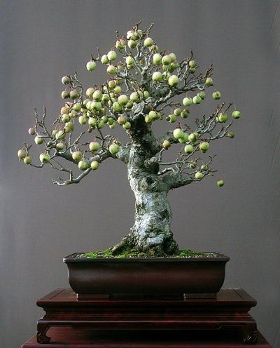 bonsai making in hindi