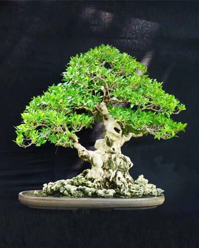 AAJ tak microcarpa bonsai tree price in India