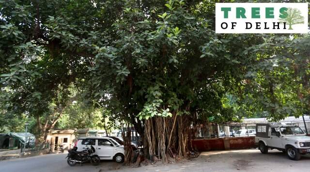 Banyan Tree in Delhi by Banyan bonsai tree care guide