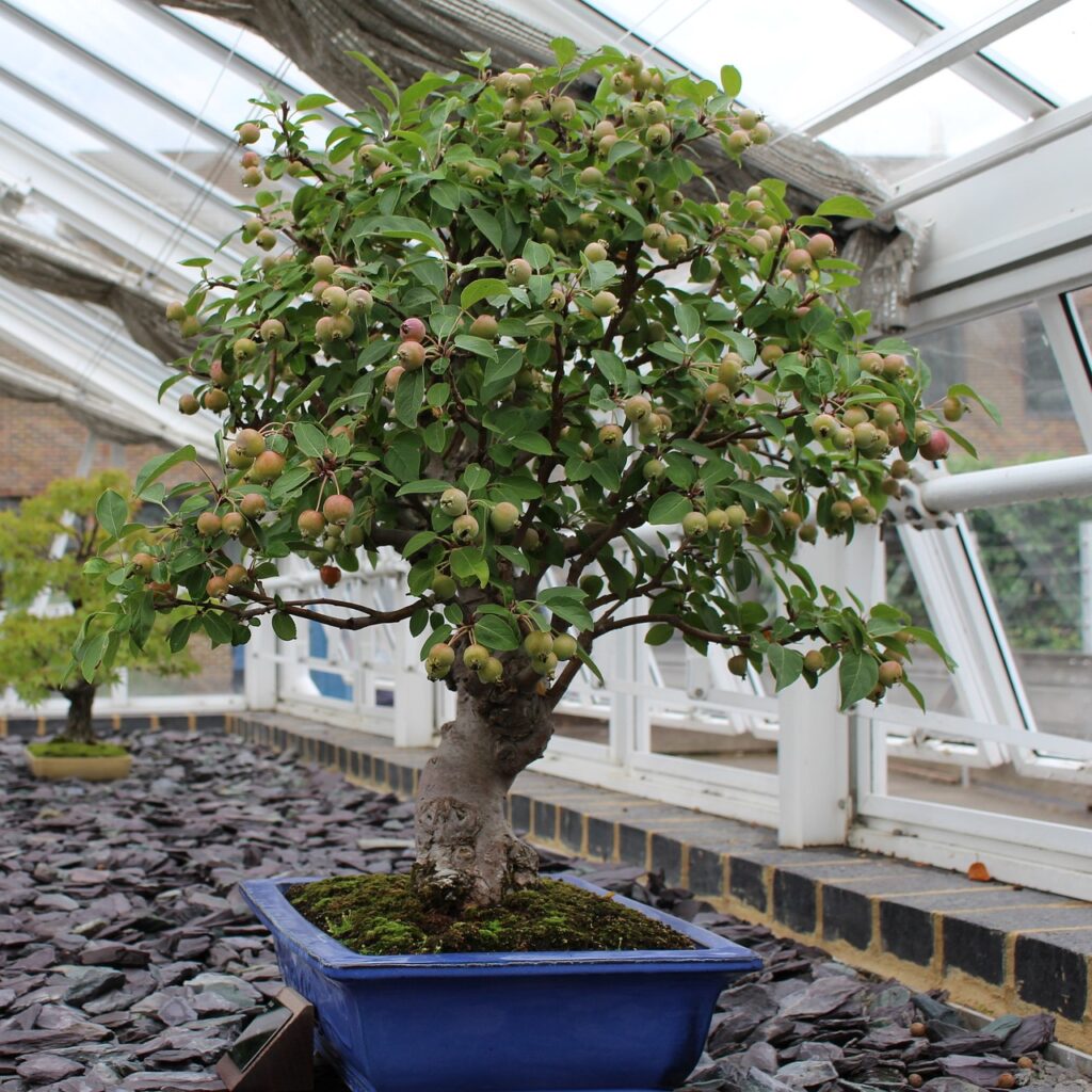 bonsai, garden, japan-3661418.jpg