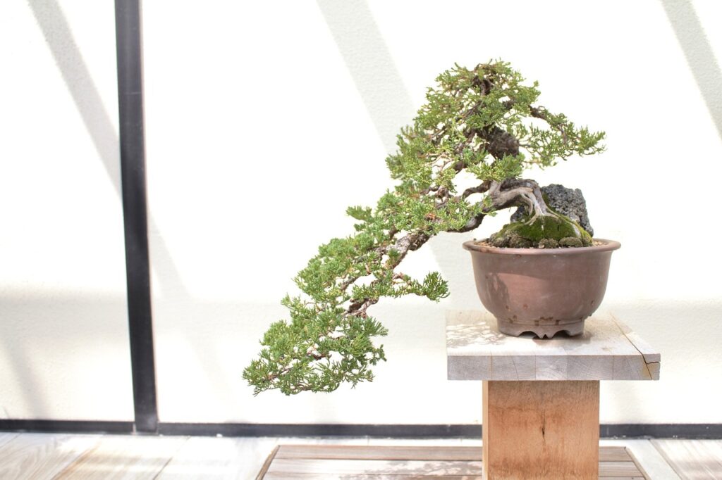 bonsai, tree, leaves-3609286.jpg