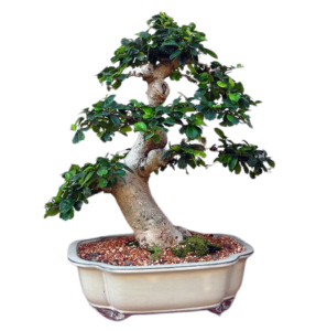 Informal upright carmonsa bonsai