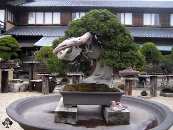 An 800 year-old Bonsai tree at Shunkaen, by Kunio Kobayashi