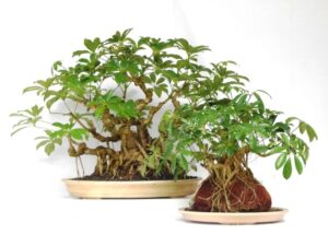safflera indoor bonsai tree