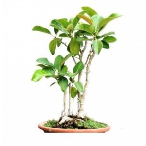 Real Bonsai by delhi Bonsai