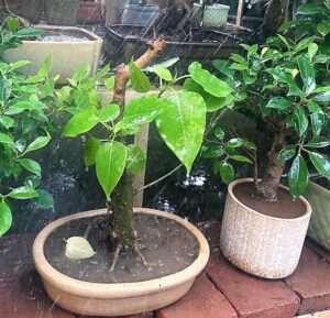 water logging in bonsai