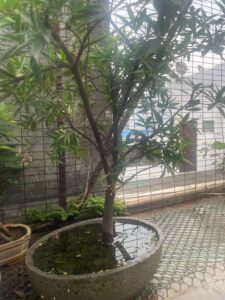 heavy rainfall bonsai care tips