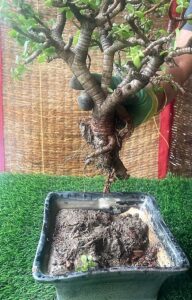 root rot in bonsai due to rains