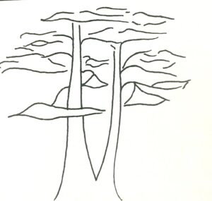 Soken bonsai