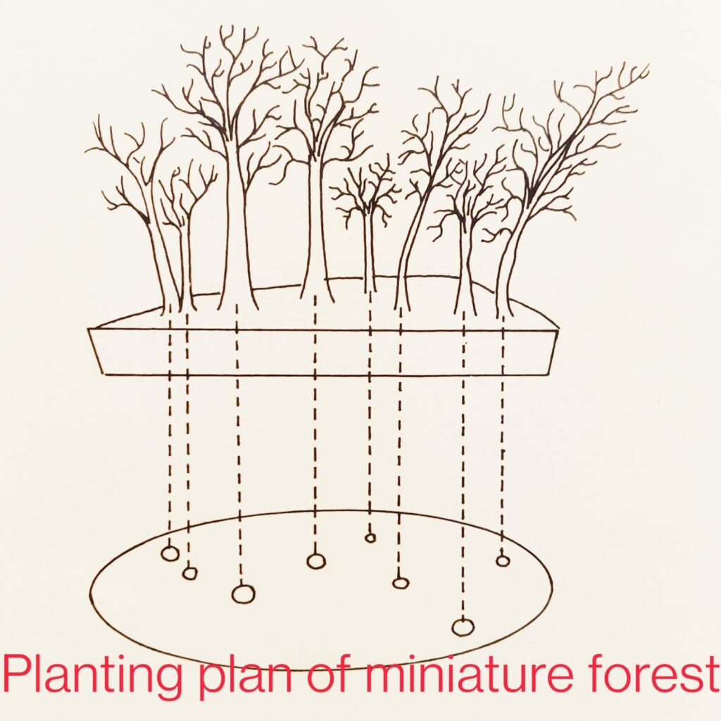plan of forest