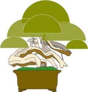 ban kan bonsai