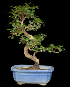 buy bonsai delhi