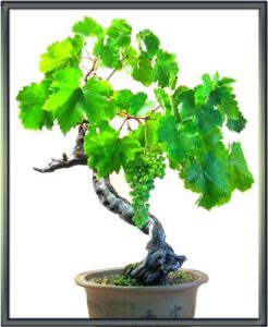 grape bonsai