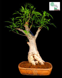 Baobab or Adensonia