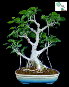 bodhi bonsai