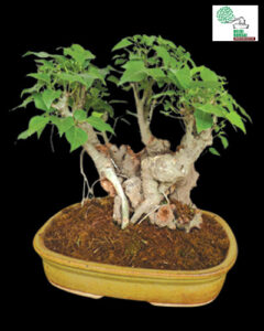 Ficus Religosa
