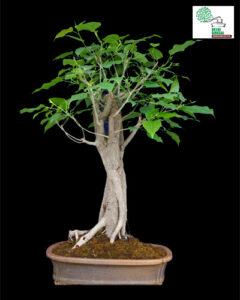 Ficus Religosa