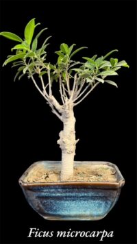 microcarpa small gifting