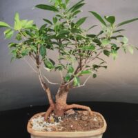 Ficus Microcarpa Small Bonsai for Gift Tree