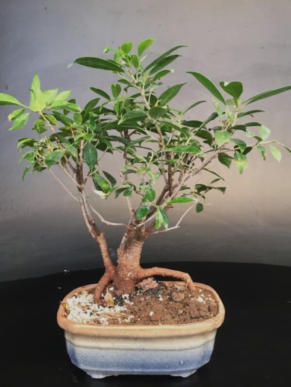 Ficus Microcarpa Small Bonsai for Gift Tree