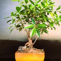 Ficus Microcarpa Small Bonsai Gifting
