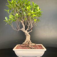 Ficus Microcarpa Medium Gift Bonsai