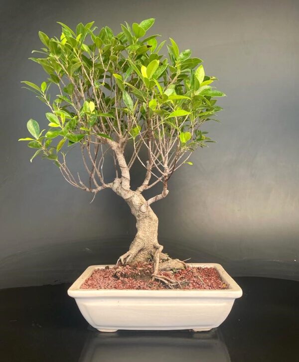 Ficus Microcarpa Medium Gift Bonsai