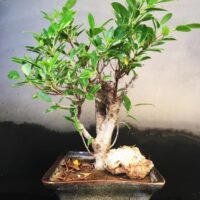 Ficus Microcarpa Small Bonsai with Rock